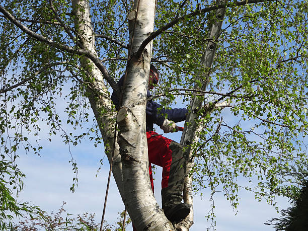 How Our Tree Care Process Works  in  Rutherford, TN