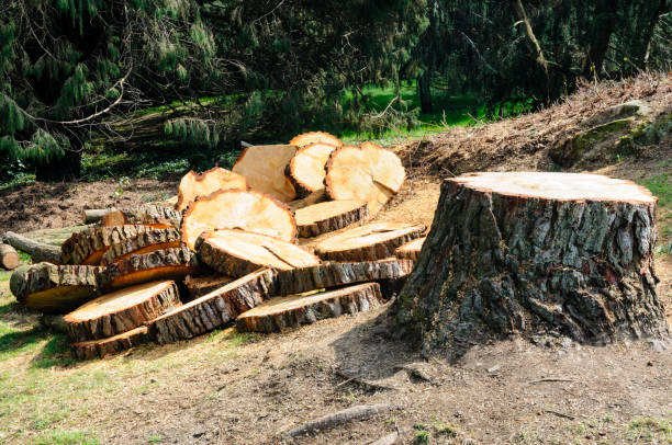 Professional Tree Care in Rutherford, TN